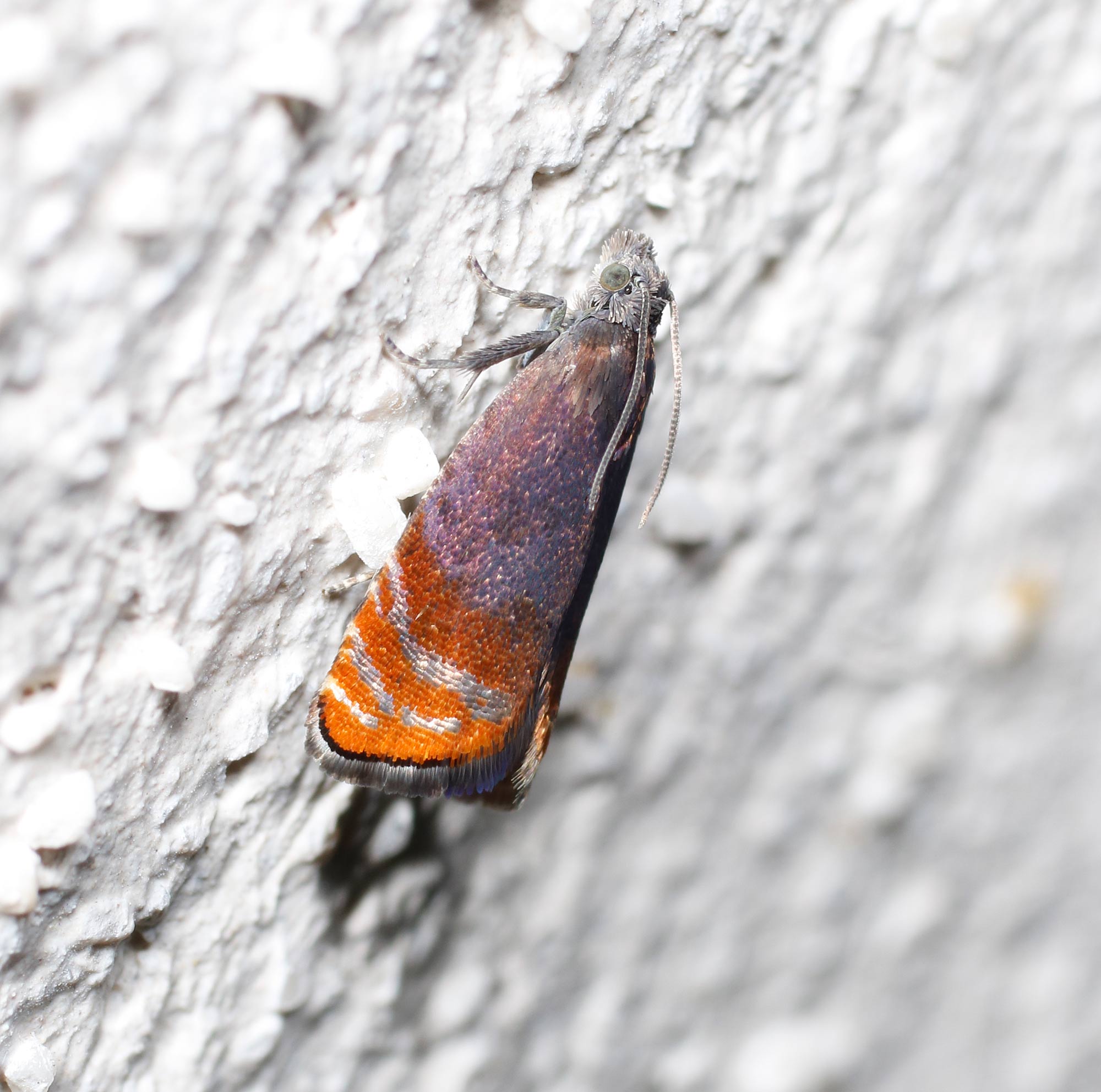 Lepidottero 1 da identificare